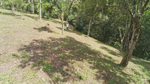 Sunny Hillside Orchard Surrounded by Trees and Greenery 動画素材 330085570
