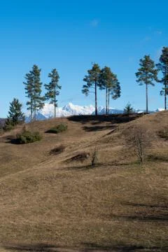 Sunny hillside with pine trees on top and snowcapped mountains in background Stock Photos