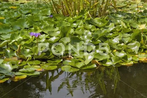 Sunny illuminated water lilies Stock Photos