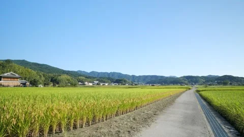 A sunny Japanese autumn, fields full of rice, and a straight road. Stock Footage 278519081