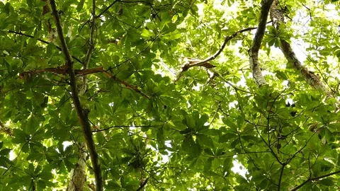 Sunny jungle canopy with multiple small quick birds flying Stock Footage 123557695