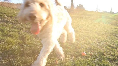 Sunny labradoodle. Stock Footage