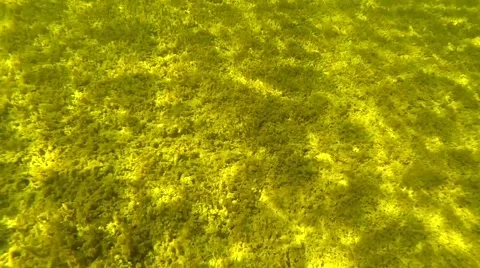 Sunny lake bottom Stock Footage 49702424