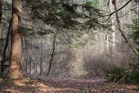Sunny landscape with pine in a mixed spring forest Stock Photos