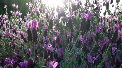 Sunny Lavender Stock Footage 49103766