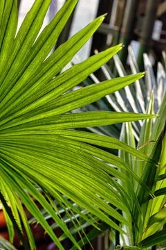 Sunny leaf of the Australian Cabbage Tree Palm Livistona australis. Tropic ba Stock Photos