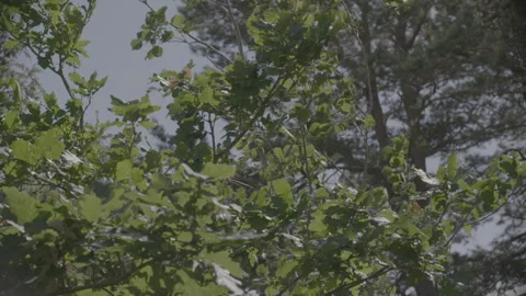 Sunny leaves blowing in the wind 스톡 동영상 326229060