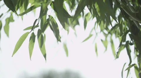 Sunny leaves Video stock 33061338