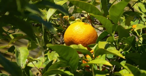 Sunny light 4k close up of mandarin tree Stock Footage 46812811