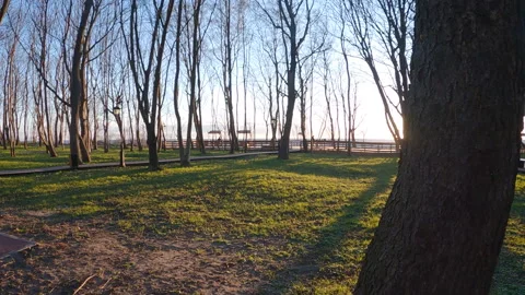 Sunny magical forest in the rays of the rising sun in the morning time. Stock Footage 153099287