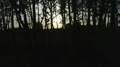 Sunny magical forest in the rays of the rising sun in the morning time. Powerful Video stock 160833226