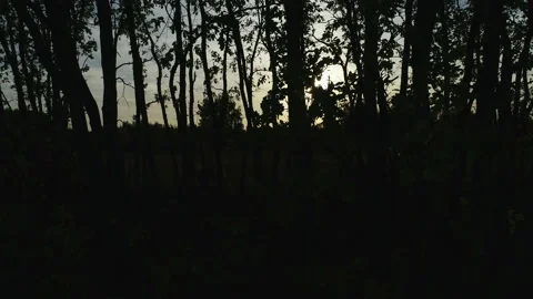 Sunny magical forest in the rays of the rising sun in the morning time. Powerful Video stock 160833685