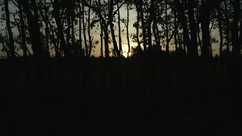 Sunny magical forest in the rays of the rising sun in the morning time. Powerful Stock Footage 160842971