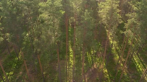 Sunny magical forest in the rays of the rising sun in the morning. Aerial view Stock Footage 205065685