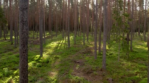 Sunny magical forest in the rays of the rising sun in the morning time. Stock Footage 205065692