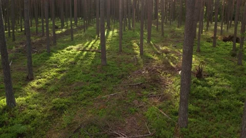 Sunny magical forest in the rays of the rising sun in the morning time. Stock Footage 205065699
