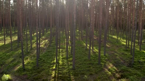 Sunny magical forest in the rays of the rising sun in the morning time. Stock Footage 205065725
