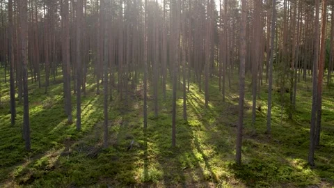 Sunny magical forest in the rays of the rising sun in the morning time. Stock Footage 205065760