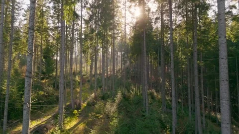 Sunny magical forest rays sun autumn summer nature Stock Footage 252125895