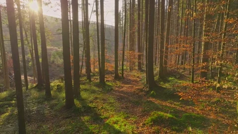 Sunny magical forest rays sun autumn summer nature Stock Footage 252126364