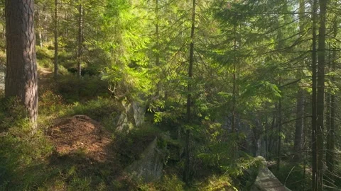 Sunny magical forest rays sun autumn summer nature Stock Footage 252127008