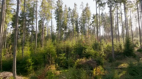 Sunny magical forest rays sun autumn summer nature Stock Footage 252268202
