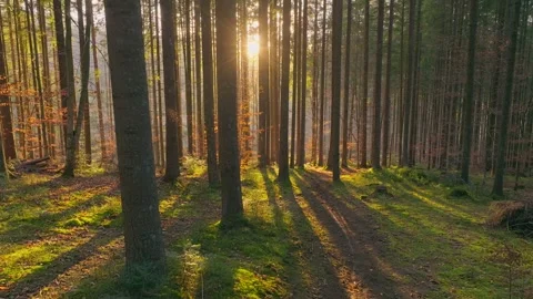 Sunny magical forest rays sun autumn summer nature Stock Footage 252271878