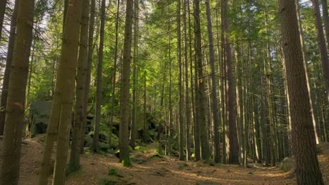 Sunny magical forest rays sun autumn summer nature Stock-Footage 252272947