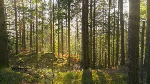 Sunny magical forest rays sun autumn summer nature Stock-Footage 252273692