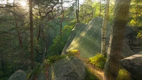Sunny magical forest rays sun autumn summer nature Stock-Footage 252274076