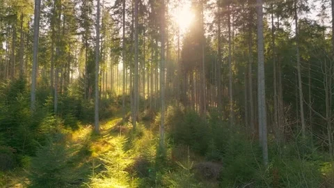 Sunny magical forest rays sun autumn summer nature Stock-Footage 252274896