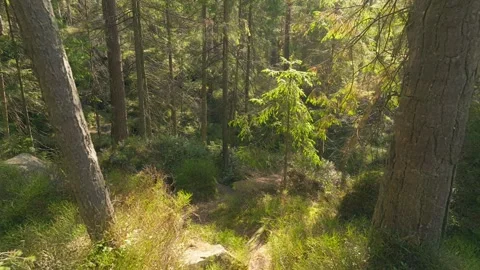 Sunny magical forest rays sun autumn summer nature Stock Footage 252275473