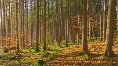Sunny magical forest rays sun autumn summer nature Stock-Footage 252429508