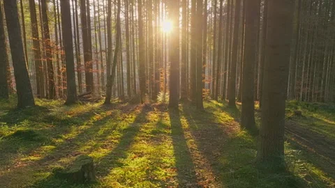 Sunny magical forest rays sun autumn summer nature Stock-Footage 252429978