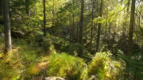 Sunny magical forest rays sun autumn summer nature Stock-Footage 252430356