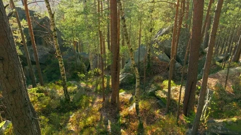 Sunny magical forest rays sun autumn summer nature Stock Footage 252430779