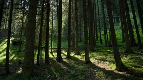 Sunny magical mountain forest in the rays of the sun. Stock Footage 157208826