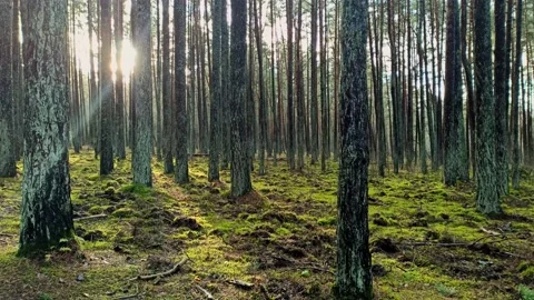 Sunny magical pine forest in the rays of the setting sun in the evening Stock Footage 145838209