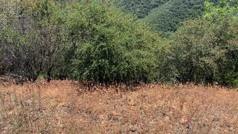 Sunny Malibu Landscape Vídeos de archivo 106965678