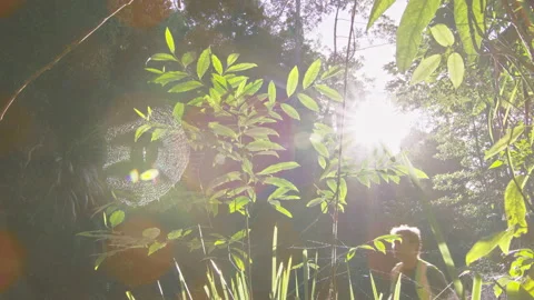Sunny Man Walking through Lush Green Rain Forest Road in Australia during Daytim Stock Footage 199461125