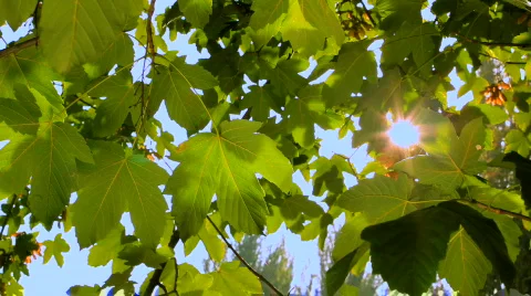 Sunny maple Stock Footage 851933