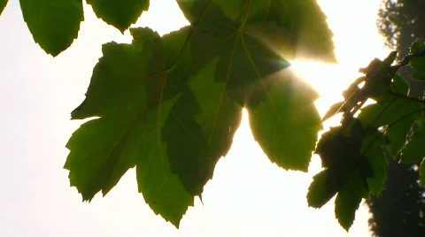 Sunny maple Stock Footage 853667