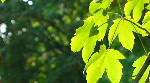 Sunny maple Stock Footage 862323