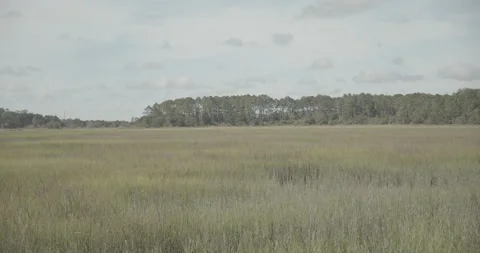 Sunny Marsh Lined with Trees and Blue Skies Stock Footage 153079325