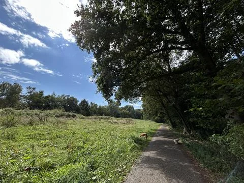 Sunny meadow path beside dense woodland with two small dogs exploring grass and Stock Photos