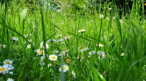 Sunny meadow Stock Photos
