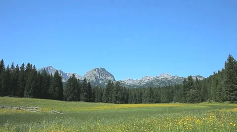Sunny meadow surrounded with pine trees, rock mountain peak in the distance Stock Footage 7745834