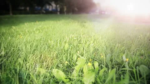 Sunny medow 動画素材 10751432