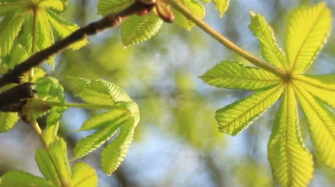 Sunny mood Video stock 49497335