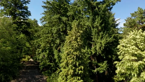 Sunny morning in pine forest camera moving up between trees. Stock Footage 159355565